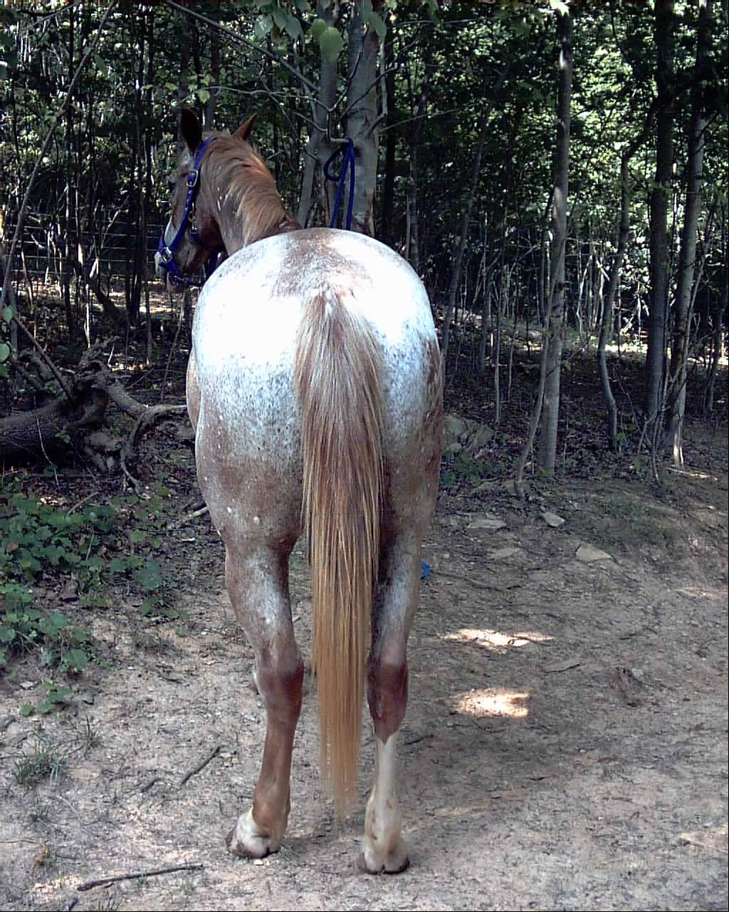 freckbutt.jpg