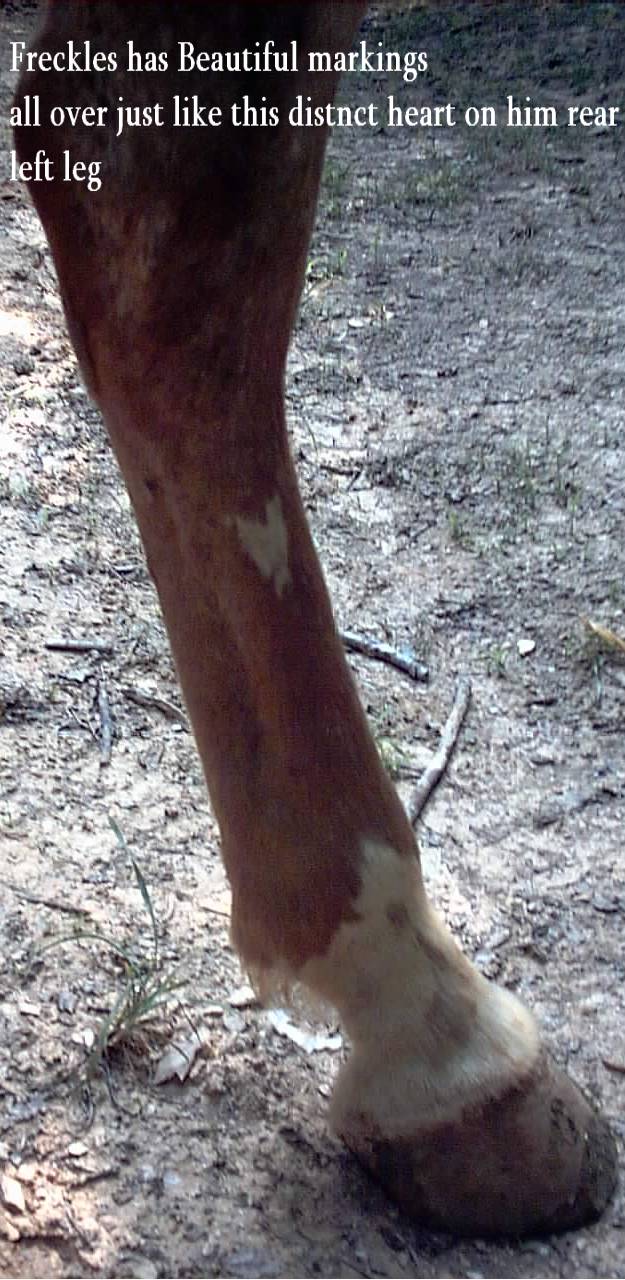 freckleg.jpg