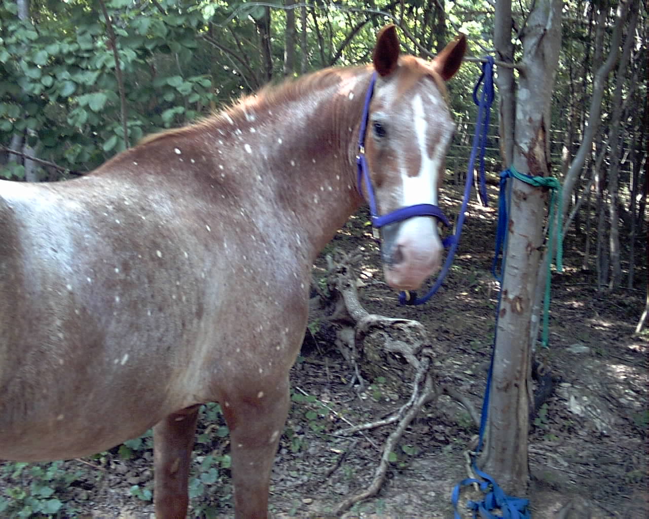 horse011.jpg